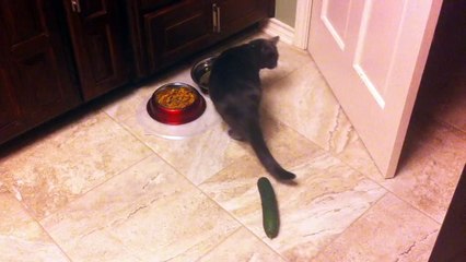 Our cat hates this cucumber