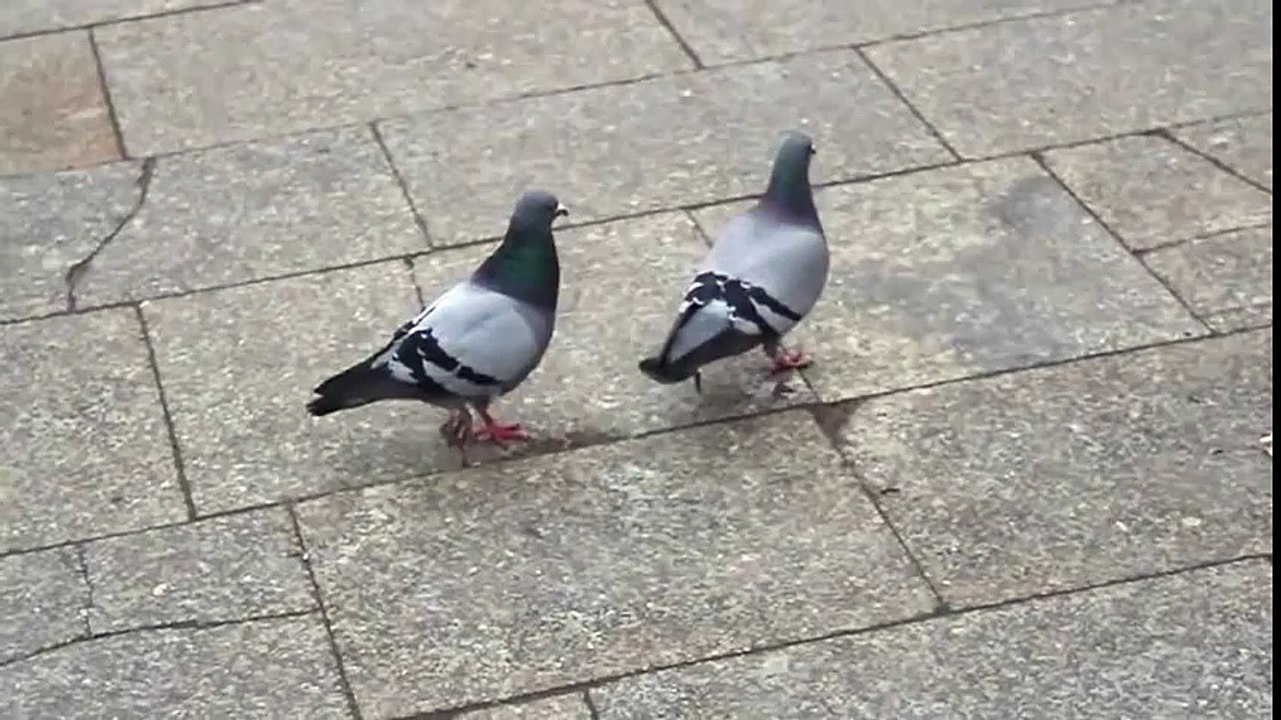 Pigeons - What is love
