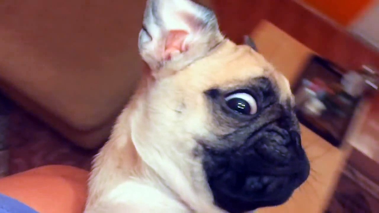 Pug - Mr. Sandman