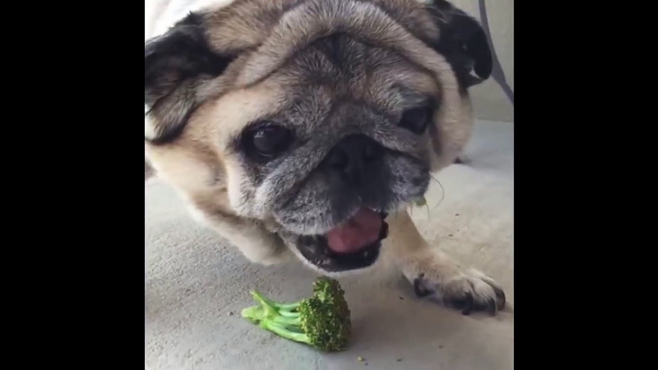 Pug Eats Some Broccoli