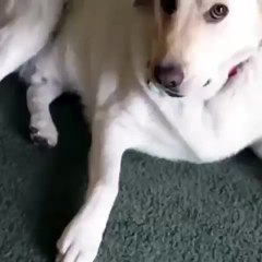 Ralph did you eat my Tater Tots