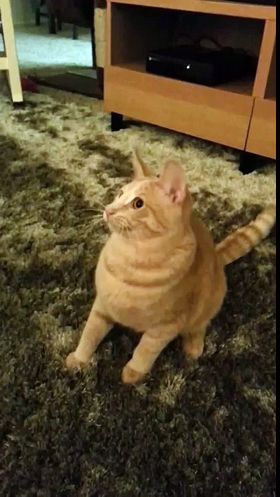 RIP Buddy. Spastic cat loses mind watching twirling toy
