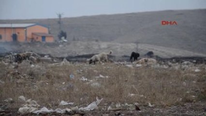 Çöplükteki Sokak Köpeğine, ABD'deki Türk Sahip Çıktı