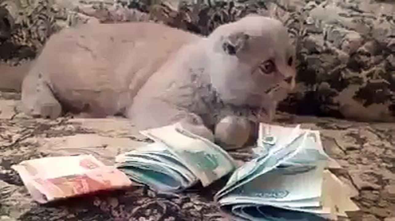 Funny Clips - Cat Funny Video - Latest Video - in 2016- Must Watched- Video for babies- Full of entertainment