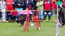 Dog Agility Competition - Sport, Speed and Beauty