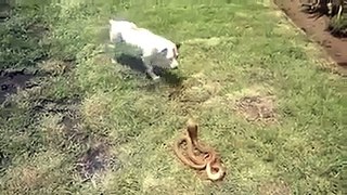 Dog vs Snake
