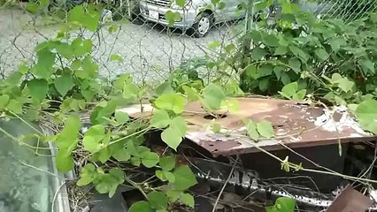 Abandoned in Japan- An American Muscle-car graveyard