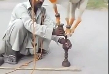 Funny Animal & Car Show with Magic & Speed 🚗