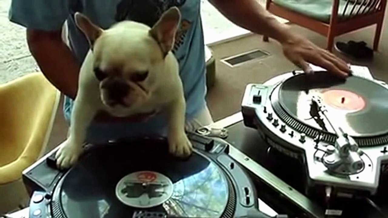 CUTE CATS, FUNNY PUPS n AMAZING DOGS COMPILATION (JUMPING, PLAYING MUSIC)