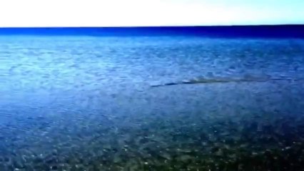 Странная рыба приплыла к берегу