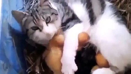 Funny cat videos Cat Adopts Baby Ducks Funny Animal Videos funny videos