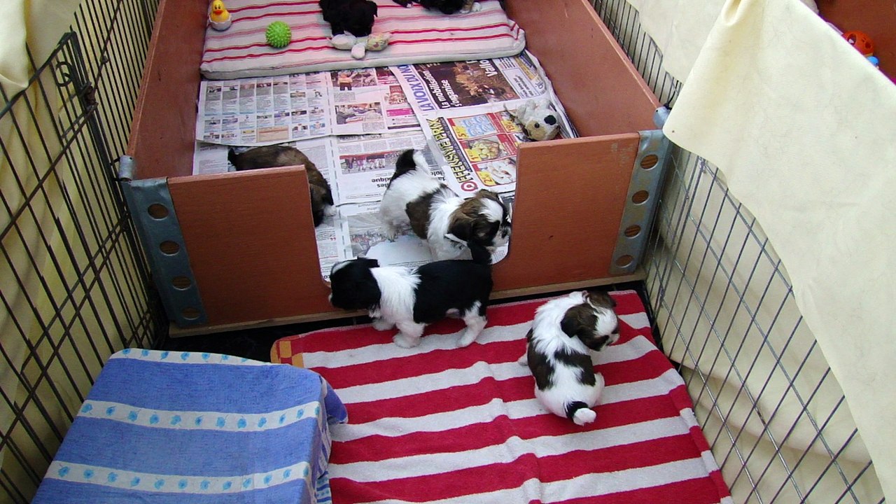 BB DE FALBALA A 1 MOIS a