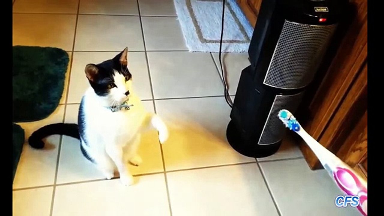 Funny Cats Compilation - 2016