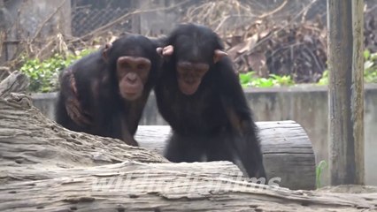 Very Funny Chimpanzee Valentine day Special in Alipore Zoo Kolkata