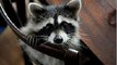13 min raccoon hypnotize (part 4)