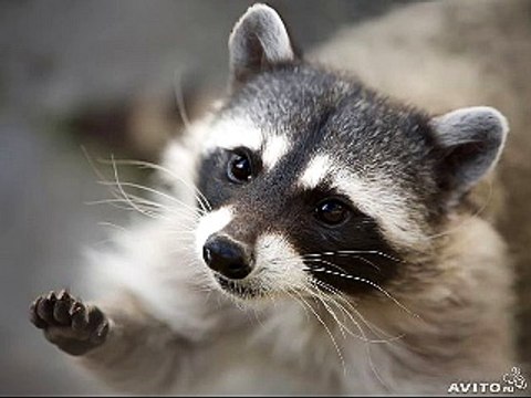 13 min raccoon hypnotize (part 6)