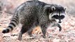 13 min raccoon hypnotize (part 8)