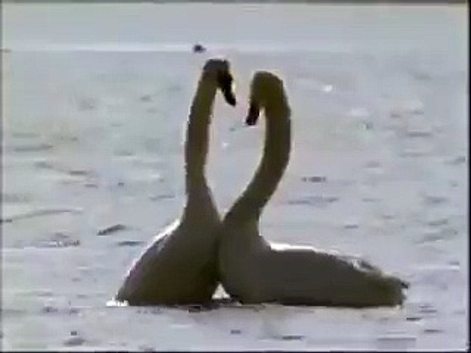 البالية على اصوله رقص Real ballet dance