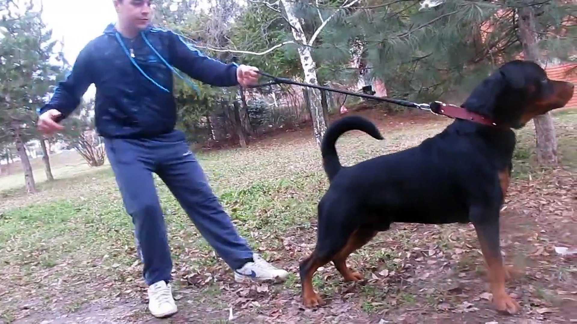 Angry Rottweiler Attack Video Dailymotion