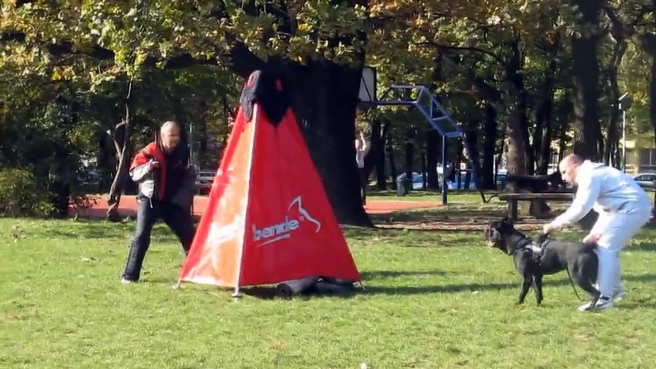 Cane Corso vs Rottweiler vs Malinois vs German Shepherd BITEWORK