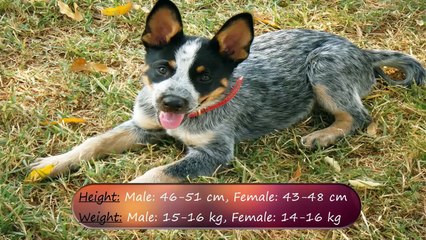 Top 10 Smart and Intelligent Dogs in the World