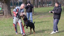 Rottweiler BITEWORK-Protection training (Avox)