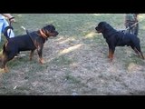 Working Rottweiler vs Show Rottweiler & Puppy BITEWORK School