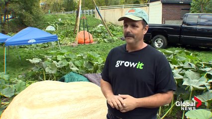 How to grow the Great Pumpkin Charlie Brown