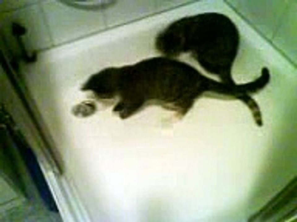 Katzen spielen