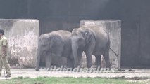 Indian Elephant ( Asian) Alipore Zoo, Kolkata || India