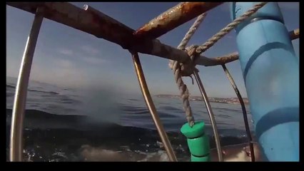 Летающая акула Акулы монстры