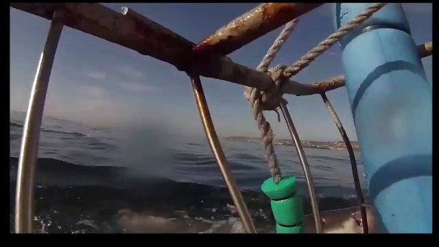 Летающая акула Акулы монстры