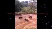 Venomous Snakes Vs Dogs - Snakes Vs Dog fight in Palakkad Kerala India