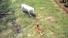 Dog vs Snake