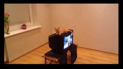 Смелый кот решился на рискованный прыжок