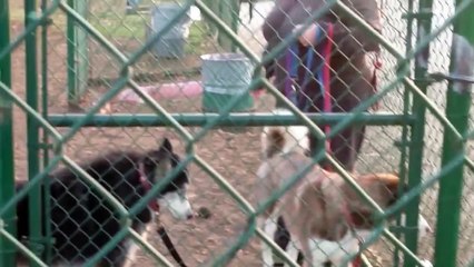 Adorable Husky throws makes it absolutely clear that he doesn’t want to leave the dog park