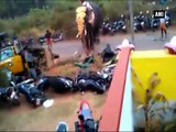 Elephant goes berserk, damages vehicles