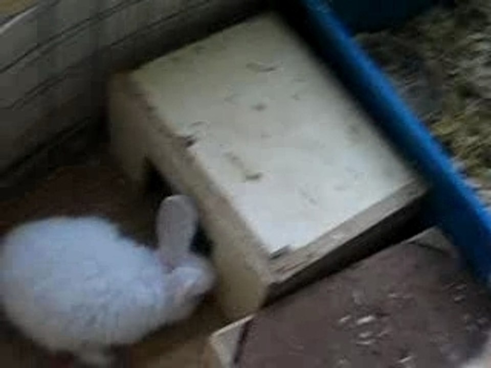 bébé lapin de ferme