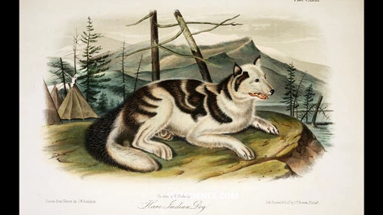 Hare Indian Dog - Video Learning - WizScience.com