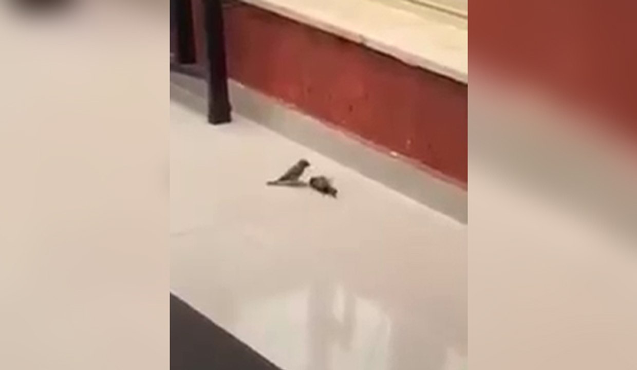 Un oiseau sauve son pote avec un massage cardiaque