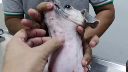 An itchy dog has ringworm 2-2