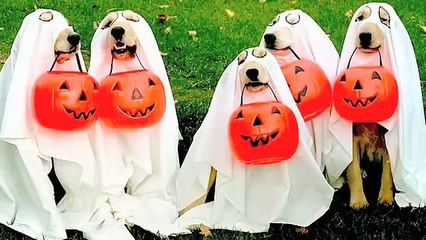 God Made a Dog subtitulado español