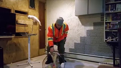 Kafesini Kıran Adama sinirlenip Küfür Eden Papağan Resmen çılgına dönüyor