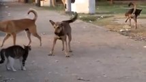 Çılgın kedi köpeklere kafa tutuyor. Eğlenceli bir video