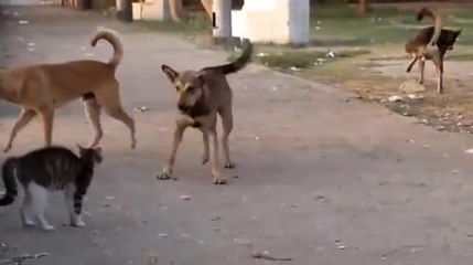 Çılgın kedi köpeklere kafa tutuyor. Eğlenceli bir video