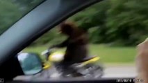OMG WTF Real Panda Riding Motorcycle On The Road (Must See!!)