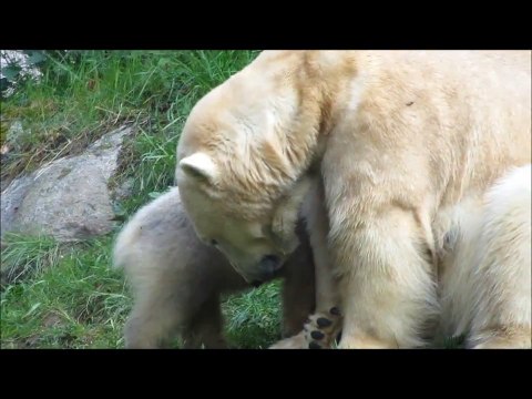 Nela und Nobby raufen
