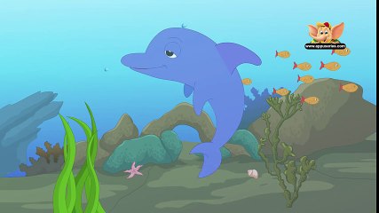 Animal Facts - Dolphin