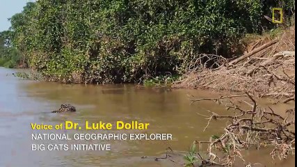 Jaguar Attacks Crocodile (EXCLUSIVE VIDEO)