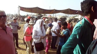 15 MILLION RUPEES COST MARWARI HORSE ON SALE IN PUSHKAR FAIR 2015